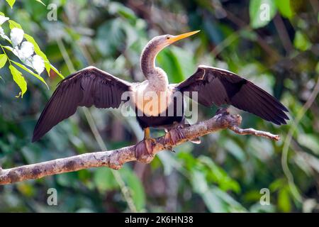 L'anhinga, parfois appelé snakebird, darter, darter américain, ou dinde d'eau, Equateur, une jungle, zone d'Amazonie Banque D'Images