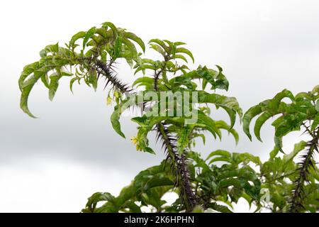 Fleurs d'été si épineux, plante architecturale Solanum atropurpurem vivace du Brésil dans le jardin du Royaume-Uni juillet Banque D'Images