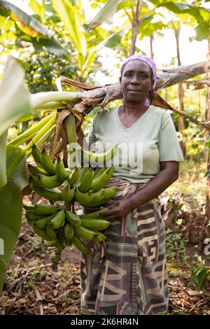 Une femme africaine transporte un bouquet de bananes fraîchement récoltées dans sa ferme du district de Kasese, en Ouganda, en Afrique de l'est. Banque D'Images