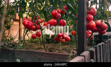 petit jardin avec un grand rendement de tomates rouges mûres juteuses Banque D'Images