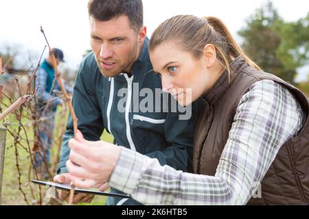 les travailleurs concernés par l'inspection de la vigne en comprimés Banque D'Images