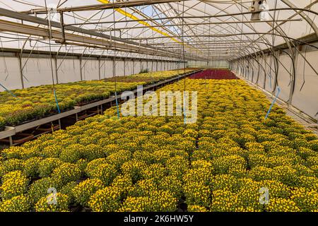 Serre de Chrysanthemum jaune en fleurs. Concept d'entreprise horticole Banque D'Images