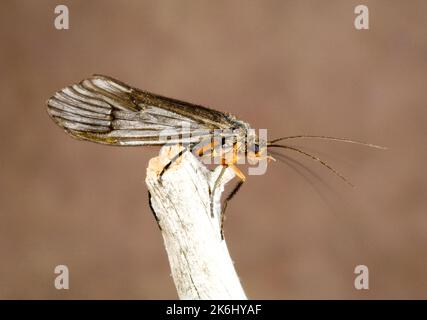 Détail d'une mouche Caddis d'octobre, ou caddisfly, un grand membre de la famille Caddis Fly de couleur orange-rouge. Banque D'Images