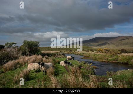 Moutons à la rivière Owenduff, un paysage impressionnant des vastes et lointaines tourbières en bordure du parc national Wild Nephin, co Mayo, Irlande. Banque D'Images