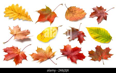 Feuilles d'automne isolées. Collection de feuilles d'automne déchue multicolores isolées sur fond blanc. Concept de la saison d'automne Banque D'Images