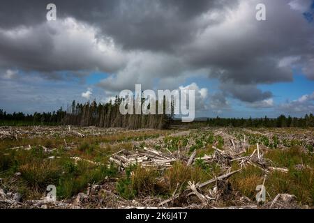 La foresterie sur les tourbières irlandaises est assez commune, dans le nord-ouest de l'Irlande vous voyez beaucoup de forêts d'épinette. Banque D'Images