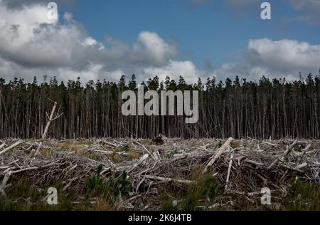 La foresterie sur les tourbières irlandaises est assez commune, dans le nord-ouest de l'Irlande vous voyez beaucoup de forêts d'épinette. Banque D'Images