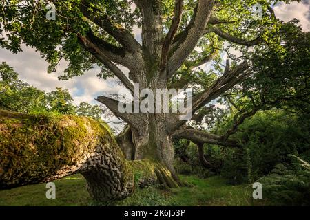 King Oak, un chêne vieux de plus de 400 ans sur le domaine du château de Charville, à Tullamore est une attraction touristique. Banque D'Images