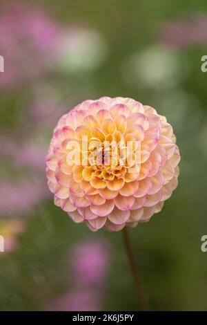 Gros plan d'un magnifique dahlia rose / jaune de pompon isolé sur un fond flou. Floraison dans un jardin au Royaume-Uni Banque D'Images