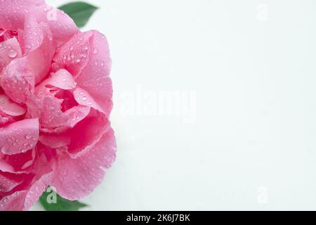 pivoine rose, pétales gros plan, arrière-plan des pétales de fleurs roses, vue du dessus, modèle avec emplacement pour insérer du texte, espace de copie. Photo de haute qualité Banque D'Images
