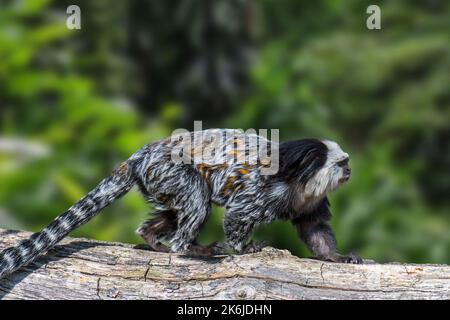 Marmoset à tête blanche / marmoset à oreilles touffrées / Marmoset de Geoffroy / Marmoset de Geoffrey (Callithix geoffroyi) endémique aux forêts de l'est du Brésil Banque D'Images