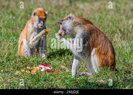 Deux singes patas communs / singe wadi / singe hussar (patas d'Erythrocebus) manger des fruits et des légumes dans le zoo / jardin zoologique Banque D'Images