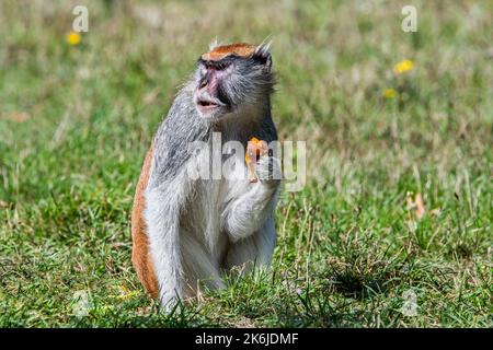 Singe captif de patas commun / singe wadi / singe hussar (patas d'Erythrocebus) manger des fruits dans le zoo / jardin zoologique Banque D'Images