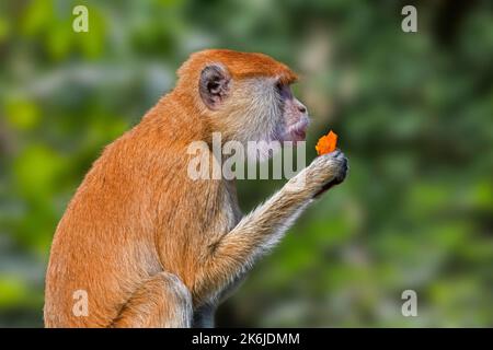 Patas commun singe / singe wadi / singe hussar (Erythrocebus patas) manger des fruits, singe vivant au sol de l'Afrique de l'Ouest et de l'est Banque D'Images