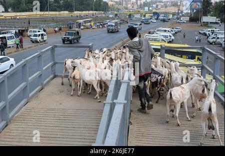 KENYA, Nairobi, autoroute vers Thika, troupeau de chèvres sur le chemin de l'abattoir / KENIA, Nairobi, Verkehr auf Autobahn nach Thika, Ziegen auf dem Weg zum Schlachthof auf einer Fußgängerbrücke Banque D'Images