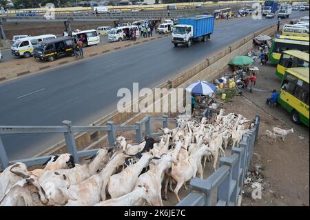 KENYA, Nairobi, autoroute vers Thika, troupeau de chèvres sur le chemin de l'abattoir / KENIA, Nairobi, Verkehr auf Autobahn nach Thika, Ziegen auf dem Weg zum Schlachthof auf einer Fußgängerbrücke Banque D'Images