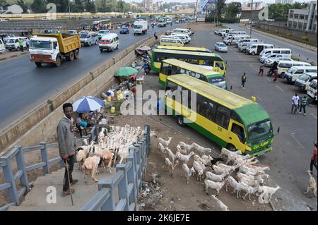 KENYA, Nairobi, autoroute vers Thika, troupeau de chèvres sur le chemin de l'abattoir / KENIA, Nairobi, Verkehr auf Autobahn nach Thika, Ziegen auf dem Weg zum Schlachthof auf einer Fußgängerbrücke Banque D'Images