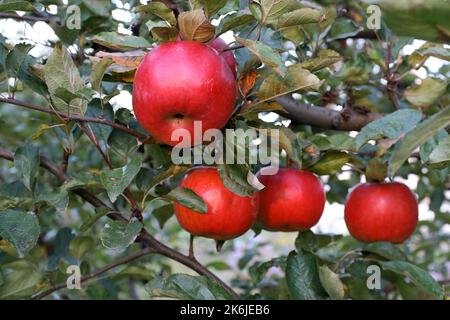 Des pommes mûres rouges sont accrochées à une branche. Récolte de pommes. Banque D'Images