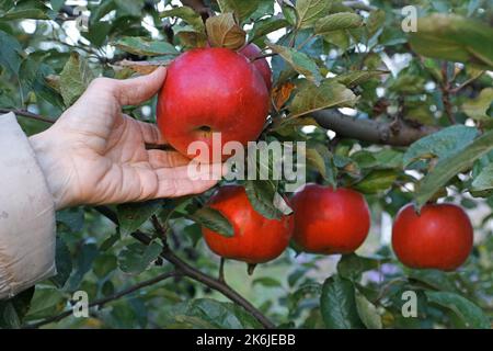 Des pommes mûres rouges sont accrochées à une branche. Récolte de pommes. Banque D'Images