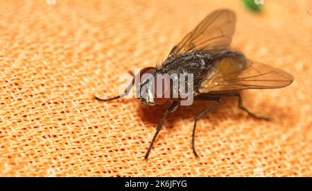 Image macro d'une mouche de maison commune assise sur un tissu avec un arrière-plan flou et une mise au point sélective. Gros plan d'une mouche de maison sur un morceau de tissu. Banque D'Images