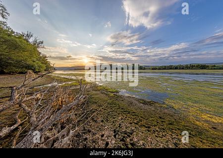 Image sur une branche presque sèche du Rhin dans la sécheresse été 2022 au coucher du soleil Banque D'Images