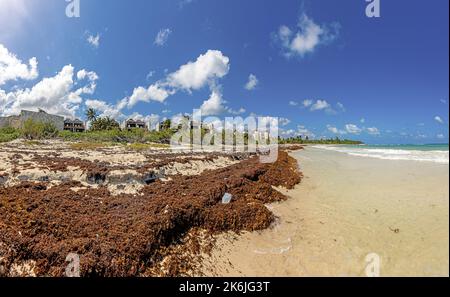 Image d'une étendue de plage jonchée sur la côte du golfe du Yucatan pendant un fléau d'algues causées par le réchauffement climatique Banque D'Images