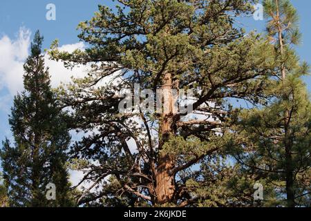 Admirez la fière stature et le tronc texturé de Juniperus Grandis pendant l'été dans son habitat forestier de conifères indigènes des montagnes San Bernardino. Banque D'Images