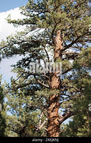 Admirez la fière stature et le tronc texturé de Juniperus Grandis pendant l'été dans son habitat forestier de conifères indigènes des montagnes San Bernardino. Banque D'Images