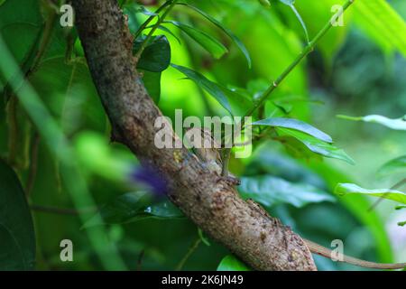 Le lézard Geasden se cache sur la branche de l'arbre sur un fond vert agréable Banque D'Images