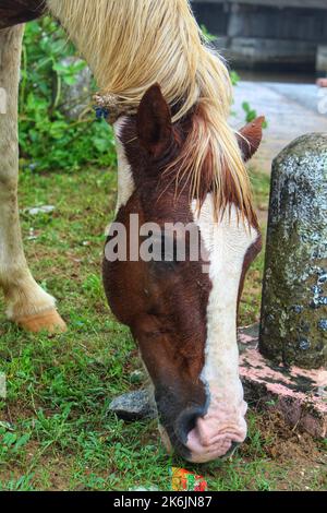 Tête de cheval en arrière-plan HD flou Banque D'Images