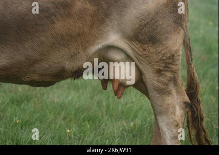 Des vaches de couleur foncée se broutent sur les prairies carpates d'Ukraine, en gros plan du pis de la vache. Banque D'Images