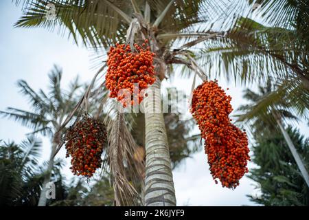 Palmier avec petits fruits orange connus sous le nom de Moriche Palm, Ité Palm, ITA, Buriti, Muriti, (Mauritia flexuosa) le jour du Nuageux Banque D'Images
