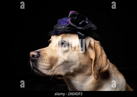 Gros plan d'un chien Labrador Retriever dans une headaddress. Carnaval ou fête d'Halloween. Photo Studio isolée sur fond noir. Banque D'Images