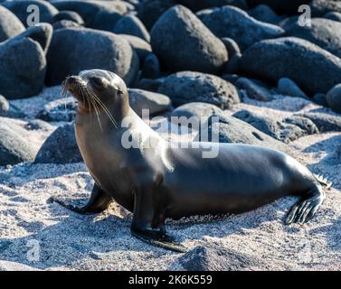 Sealion sur l'île de Seymour Nord, îles Galapagos, Équateur, Amérique du Sud Banque D'Images