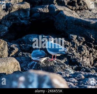 Avalez des goélands à queue sur l'île Plaza, les îles Galapagos, l'Équateur, l'Amérique du Sud Banque D'Images