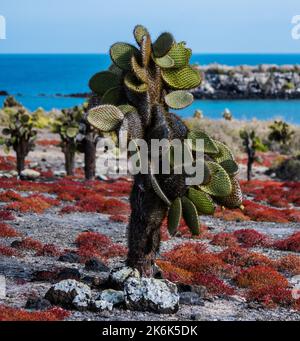 Pear Pear Cactus Trees, Opuntia echios, sur l'île Plaza, îles Galapagos, Equateur, Amérique du Sud Banque D'Images