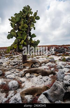 Otaries se reposant sous un arbre de cactus de Pear de Prickly, Opuntia echios, sur l'île Plaza, îles Galapagos, Equateur, Amérique du Sud Banque D'Images