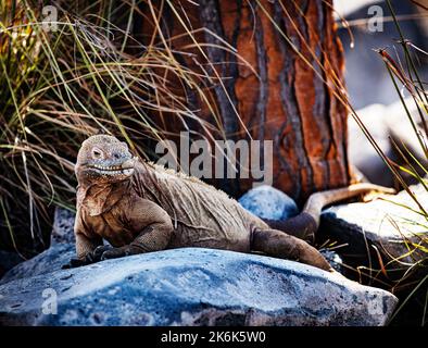 Terre Iguana sur l'île de Santa Fe, Galapagos, Equateur, Amérique du Sud Banque D'Images