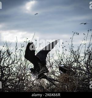 Magnifique oiseau frégate sur l'île de San Cristobal, îles Galapagos, Equateur, Amérique du Sud Banque D'Images