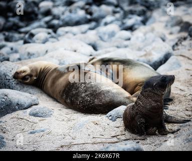Petite mer sur l'île de San Cristobal, îles Galapagos, Equateur, Amérique du Sud Banque D'Images