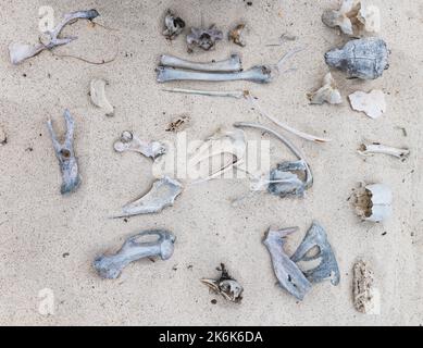 OS d'animaux séchés sur l'île d'Espanola, îles Galapagos, Équateur, Amérique du Sud Banque D'Images