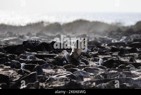 Albatross oiseaux sur l'île d'Espanola, îles Galapagos, Equateur, Amérique du Sud Banque D'Images