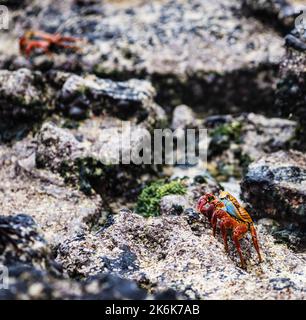 Sally lightfoot Crabs, îles Galapagos, Équateur, Amérique du Sud Banque D'Images