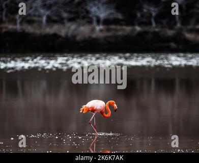 Pink Flamingo à Cormorant point, île Floreana, îles Galapagos, Galapagos, Equateur, Amérique du Sud Banque D'Images