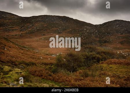 Montagne couverte de tourbe du parc national Wild Nephin en Irlande. Il est situé sur la côte ouest dans le nord-ouest de Mayo. Banque D'Images