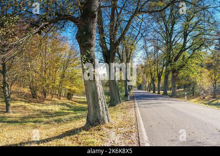 une belle avenue de tilleul en automne Banque D'Images