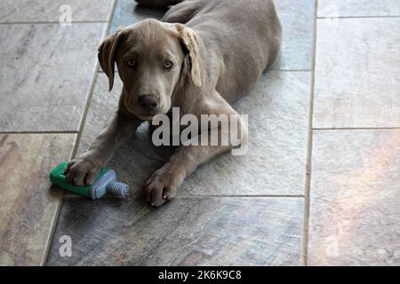 Argent Labrador chiot femelle 19 semaines Banque D'Images