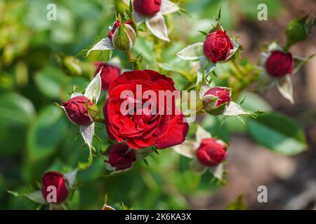 Fleurs de rose rouge dans un jardin Banque D'Images