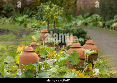 Pots de forçage traditionnels en terre cuite dans le jardin potager de rhubarbe Banque D'Images