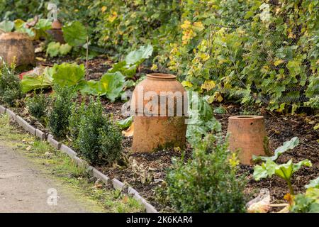 Pots de forçage traditionnels en terre cuite dans le jardin potager de rhubarbe Banque D'Images